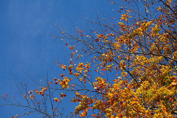 Bunt verfärbtes Herbstlaub an an einer Buche ,  Deutschland
