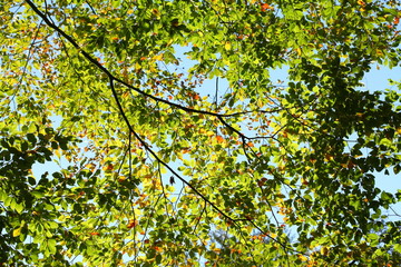 Bunt verfärbtes Herbstlaub an an einer Buche im Gegenlicht,  Deutschland