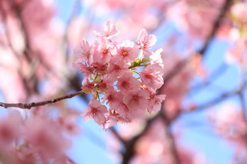 南伊豆　みなみの桜と菜の花まつり