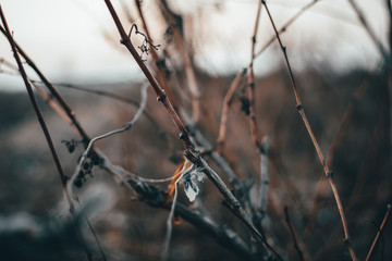 silhouette of a tree