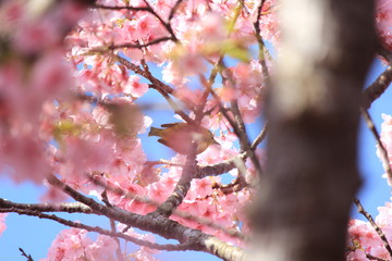 河津桜とメジロ