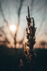 silhouette of a tree