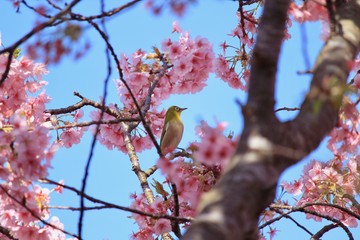 河津桜とメジロ