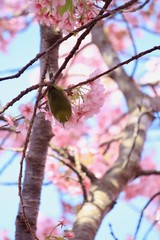 河津桜とメジロ