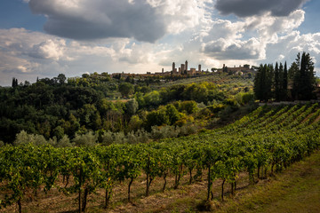Fototapeta na wymiar View over the rows of a vineyard with the town of San Gimignano, Tuscany on a hill in the background