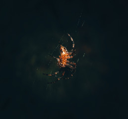 spider on web