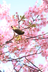 河津桜とメジロ