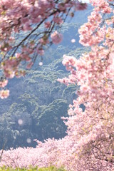 南伊豆　みなみの桜の桜吹雪