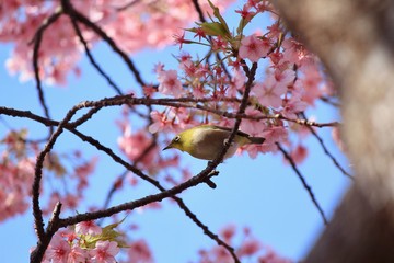 河津桜とメジロ