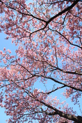 南伊豆　みなみの桜と菜の花まつり