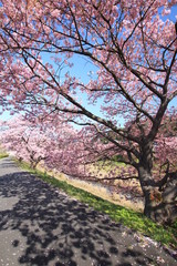 南伊豆　みなみの桜と菜の花まつり