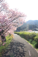 Fototapeta na wymiar 南伊豆　みなみの桜と菜の花まつり