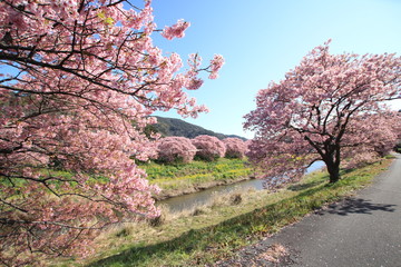 Fototapeta premium 南伊豆 みなみの桜と菜の花まつり