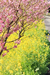 南伊豆　みなみの桜と菜の花まつり
