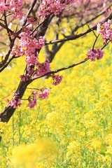 南伊豆　みなみの桜と菜の花まつり