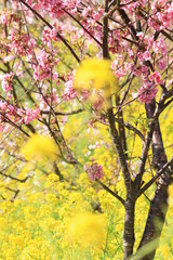 南伊豆　みなみの桜と菜の花まつり