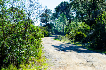 forest road in the beautiful and wild nature around the village of Benahavis Andalusia Spain, trees, meadows and plenty of olive trees along hiking trails