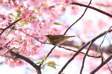 メジロと河津桜