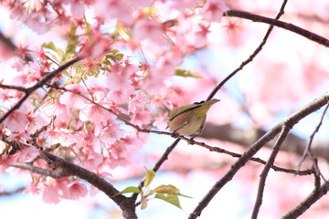 メジロと河津桜