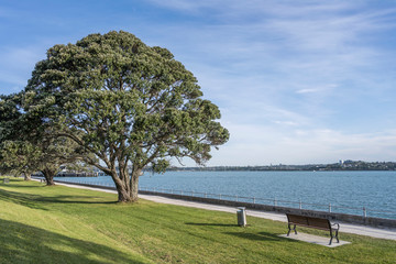 Obraz premium big tree and bench on beachfront promenade at Devonport neighborhood, Auckland, New Zealand