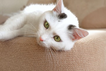 Close-up of the muzzle of a white domestic cat lying on the sofa. Soft fluffy charming shorthair cat with green eyes. Copy space for text.