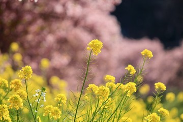 Fototapeta premium 南伊豆 みなみの桜と菜の花まつり