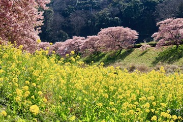 南伊豆　みなみの桜と菜の花まつり