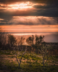 olive tree sunset seaview