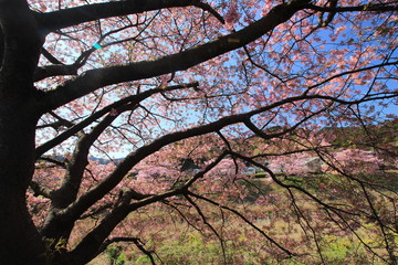 南伊豆　みなみの桜と菜の花まつり