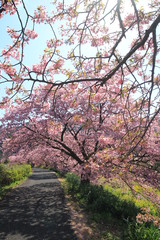 南伊豆　みなみの桜と菜の花まつり