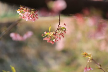 咲き終わった河津桜