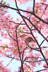 河津桜とヒヨドリ