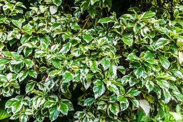 lush tropical greenery with many leaves and branches