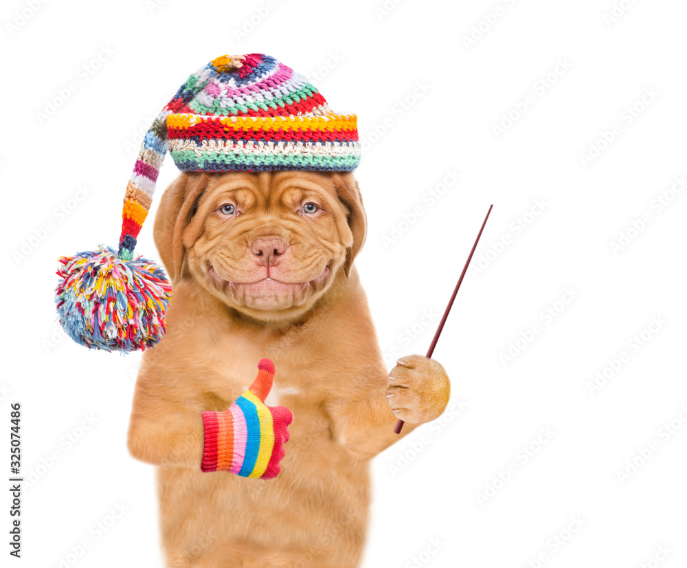 Poster Smiling puppy wearing a warm hat points away on empty space and shows thumbs up gesture. isolated on white background