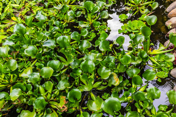 lush tropical greenery with many leaves and branches