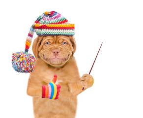 Smiling puppy wearing a warm hat points away on empty space and shows thumbs up gesture. isolated on white background