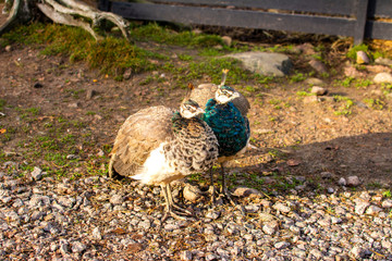 Two female Indian peafowls at the farmyard, Finland
