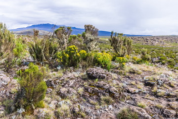 View from the Lemosho trail, the most scenic trail on mount Kilimanjaro, Tanzania