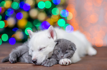 Fototapeta na wymiar White siberian husky puppy sleeps and hugs gray kitten on a background of the Christmas tree