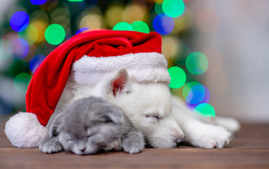 Fototapeta na wymiar White siberian husky wearing a big red santa hat sleeps and hugs with baby kitten on a background of the Christmas tree