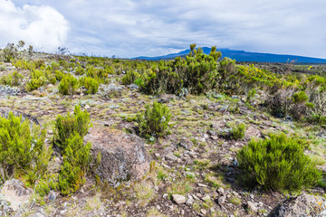 View from the Lemosho trail, the most scenic trail on mount Kilimanjaro, Tanzania