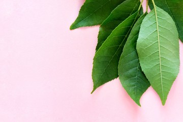 Green leaves close-up on a pastel pink background with copy space for text. Blank, advertising, greeting card. Spring, summer nature concept. Top view, flat lay.