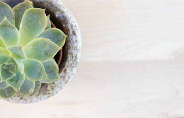 Succulent plants in the pot on the wooden background. Modern concept.