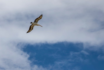 Pelican flying in the blue sky