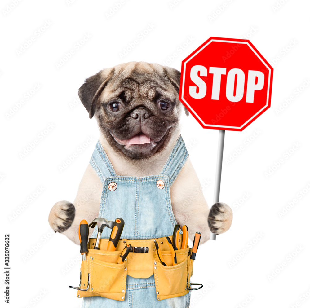 Poster pug puppy wearing overalls with tool belt shows stop sign. isolated on white background
