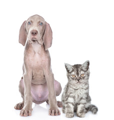 Cat and weimaraner dog sit together. isolated on white background