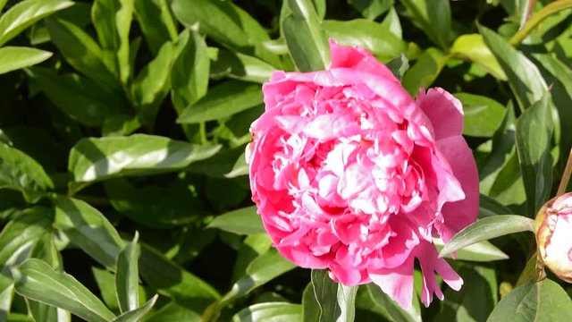 Blooming peony Bush WITH PINK FLOWERS, BRIGHT SUNLIGHT at NOON IN a SUMMER GARDEN, the FLOWER SWINGS FROM the WIND