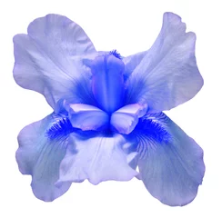 Schilderijen op glas Blauwe iris bloem geïsoleerd op een witte achtergrond. Pasen. Zomer. Lente. Plat lag, bovenaanzicht. Liefde. Valentijnsdag. Bloemmotief, object. Natuur concept © Flower Studio