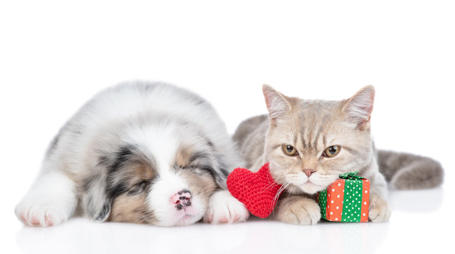 Australian shepherd puppy sleeps with cat who holds gift box. Valentines day concept. Isolated on white background