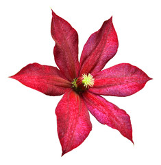 Fototapeta na wymiar Beautiful red clematis flower isolated on white background. Floral pattern, object. Flat lay, top view